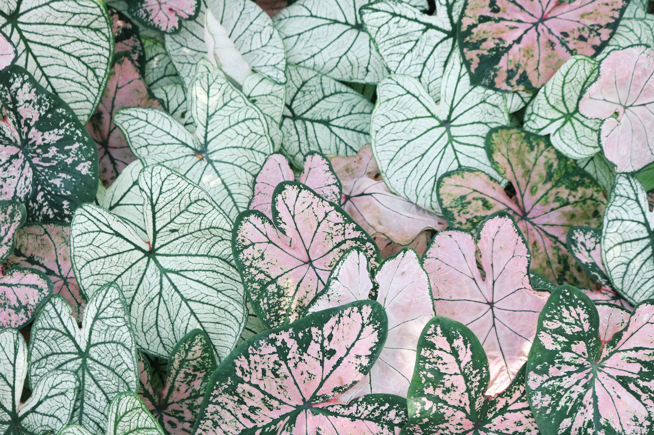 our-services-2 Vibrant caladium leaves showcasing intricate green and pink patterns in a natural setting.